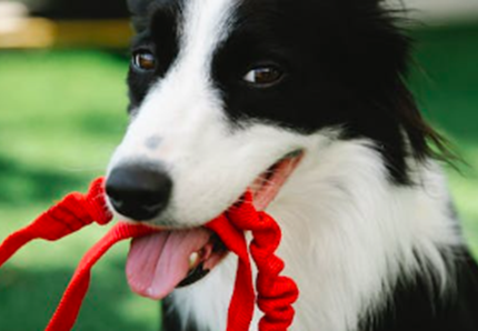 Corsa e divertimento... con il cane